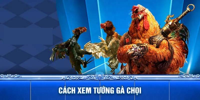 Cách xem tướng gà chọi